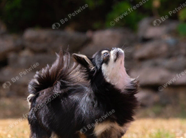 Last female chihuahua