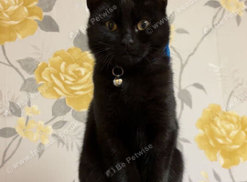 2 cats for rehoming
