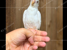 Cockatiel parrot