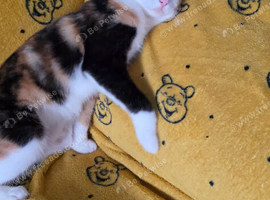 Calico girl