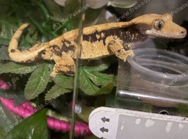 Crested gecko