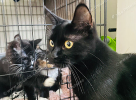 3 beautiful boys looking for their forever homes
