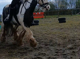 Stunning Welch x Cob Gelding
