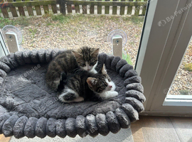 2 female kittens
