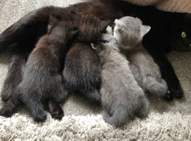 3 gorgeous kitties