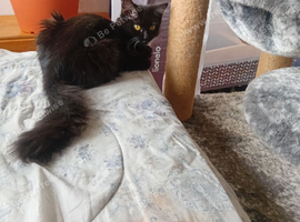Kitten