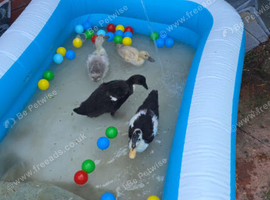 Runner ducks