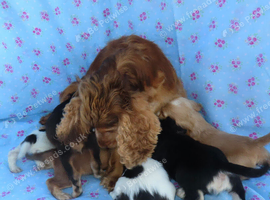 Beautiful Cocker Spaniel Puppies
