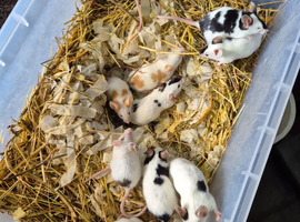 Fancy mice