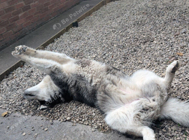 Huski - Luna 5 yr old