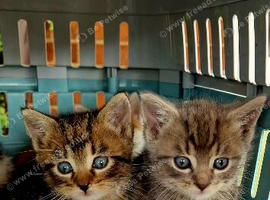 3 girls 2 boys
