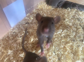 Male and female rats available for their new homes