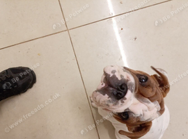 British bulldog puppy