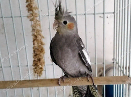 Normal Male Cockatiel