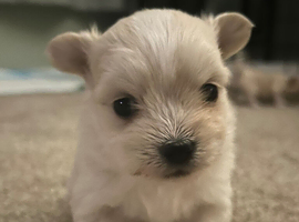 Malchi puppies