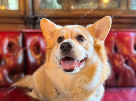 2 Pure breed Pembroke Corgis looking for a new home