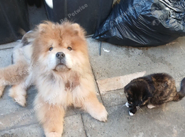 Chow chow