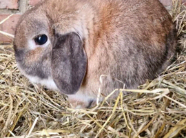 4year old dwarf/mini lop buck