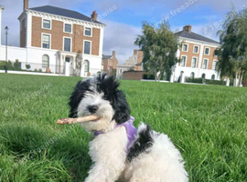 Cocker pojohn