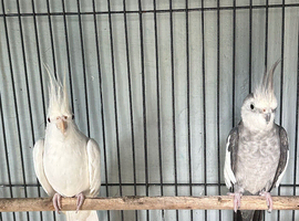 Pair of coctail
