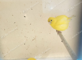 Pair of yellow fife