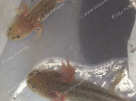 Baby axolotl 3 left wild type