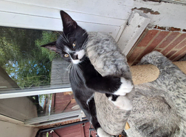 Two kittens  for sale
