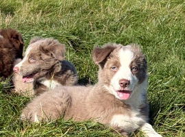 Beautiful Border Collie puppies for sale