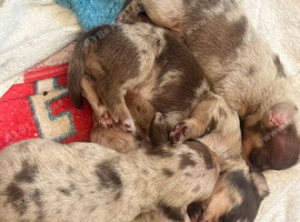 Beautiful litter of chocolate dapple miniature dachshund x chihuahua chiweenies (Merle)