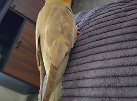 Hand tamed cockatiel + cage
