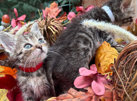 RAGDOLL MIX KITTENS