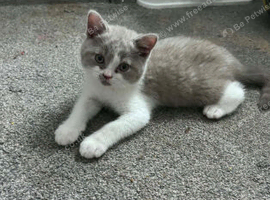 Full Britishshort kittens olny 1 boy  ready now