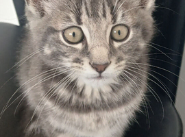 Mix Kitten 4 sale