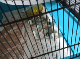 2 day old snowflake bobwhites chicks