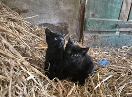 Black kittens looking for loving homes