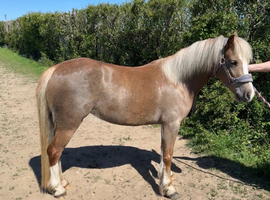 4 yr old 12hh welsh section a&nbsp;mare look for&nbsp;a&nbsp;new