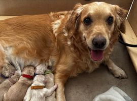 Golden Retriever Puppies