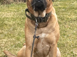 Bullmastiff stud