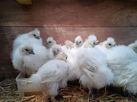 Silkie Chicks