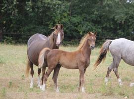 Top class welsh b colt foal