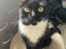 Tuxedo cat