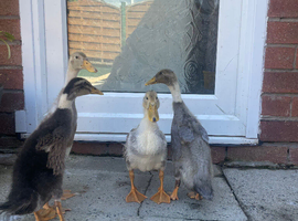 FREE 3 Runner ducks and 1 Appleyard