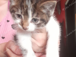 Ready for forever home