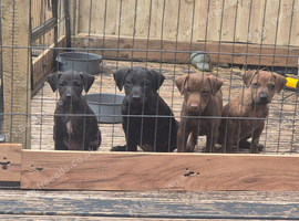 Patterdale terrier pups for sale 3 male 1 female available