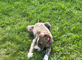 Pupp for sale