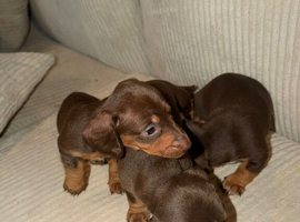 4 Adorable Dachshund Boys Ready to Leave