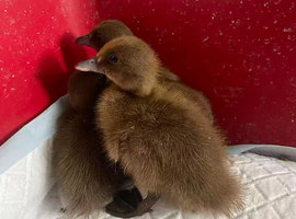 Khaki Campbell Ducklings for Sale