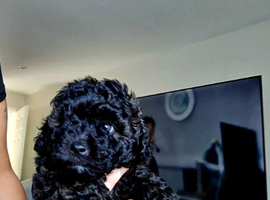 Toy poodle x pomapoo puppy