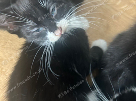 Lovely kittens