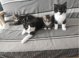 4 kittens - 9 weeks